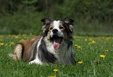 BORDER COLLIE 956